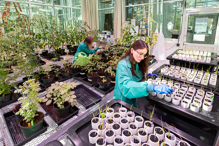 访问学者研究计划（VSRP）-阿卜杜拉国王科技大学